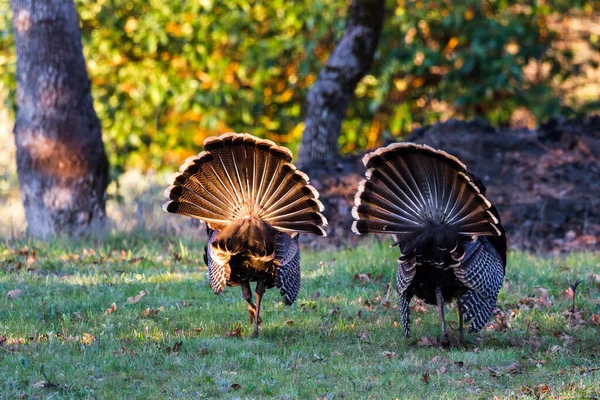 Grandes Pavos Tom Temprano Mañana Campo Verde Con Robles Fondo —  Fotos de Stock