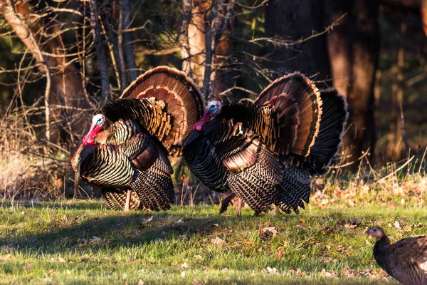 Grandes Pavos Tom Temprano Mañana Campo Verde Con Robles Fondo — Foto de Stock