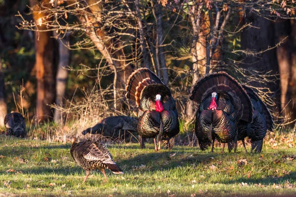 Grandes Pavos Tom Temprano Mañana Campo Verde Con Robles Fondo —  Fotos de Stock