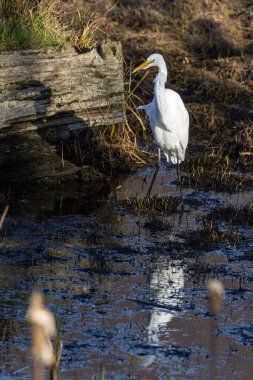 Güzel beyaz balıkçıl, Oregon 'un güney kıyısındaki Hunter deresinin yakınındaki sığ gel-git havuzunda balık arıyor.