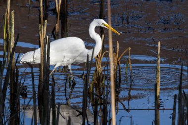 Gagasında bir balıkla, Oregon 'un güney kıyısındaki Hunter Deresi' nin yakınındaki sığ bir gelgit göletinde.