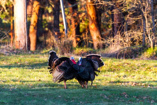 Grandes Pavos Tom Temprano Mañana Campo Verde Con Robles Fondo —  Fotos de Stock