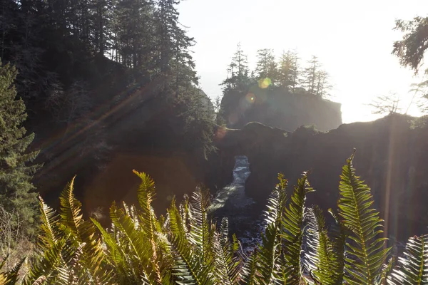 Evergreen Trees Rocky Cliffs All Natural Bridge Feature Samuel Boardman — Stock Photo, Image