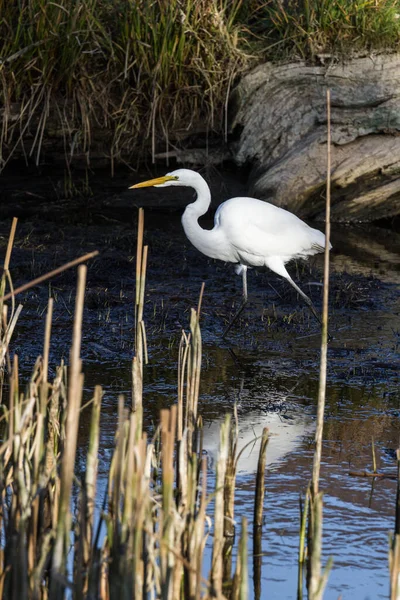 Beautiful Great White Egret Looking Fish Shallow Tidal Pond Hunter — Stock Photo, Image