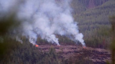 Oregon kıyısı yakınlarındaki açık bir kesim alanı üzerinde akşama kadar sigara içen dallar ve çalılar yanıyor.
