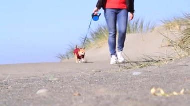 Sahilde koşan Chihuahua, Oregon Gold Beach 'te güneşli bir kış sabahında kırmızı bir ceket giyiyor.
