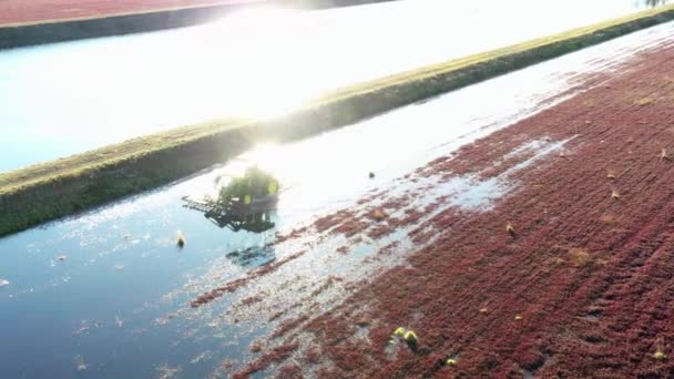 美国俄勒冈州兰格洛伊斯 2019年11月20日 拖拉机驶过越橘沼泽 将浆果从植物中释放出来 准备收获 — 图库视频影像