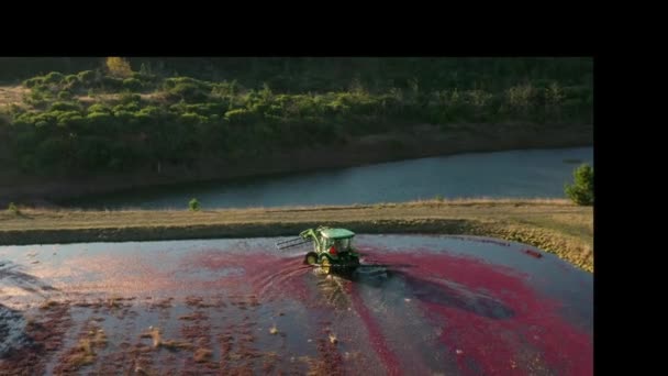 Langlois Oregon Usa November 2019 Traktor Fährt Durch Die Preiselbeermoore — Stockvideo