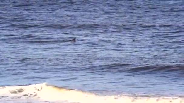 美国俄勒冈州班顿 2020年3月13日 身穿全套干衣的男子带着冲浪板走出海洋 — 图库视频影像