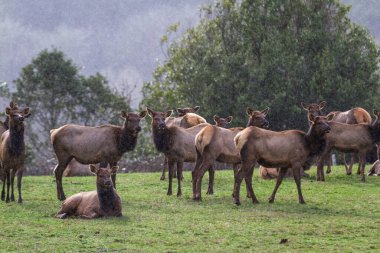 Güney Oregon kıyısındaki geyik sürüsü hafif yağmur altında yeşil bir çayırda dinleniyor.