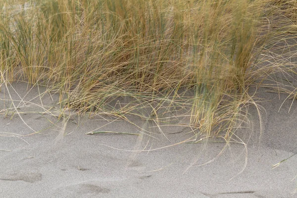 Close Coastal Grass Blowing Wind Photo Taken Using Slow Shutter — Stock Photo, Image