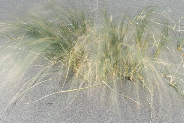 Close Coastal Grass Blowing Wind Photo Taken Using Slow Shutter — Stock Photo, Image