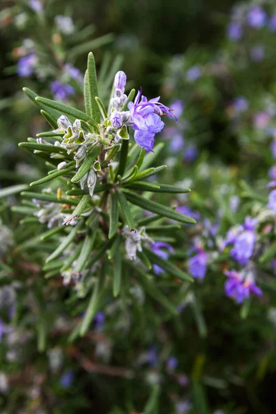 Primer Plano Una Planta Romero Flor Jardín Aire Libre Paisaje — Foto de Stock