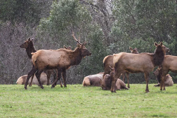 Troupeau Wapitis Dans Sud Côte Oregon Reposant Sur Pâturage Herbe — Photo