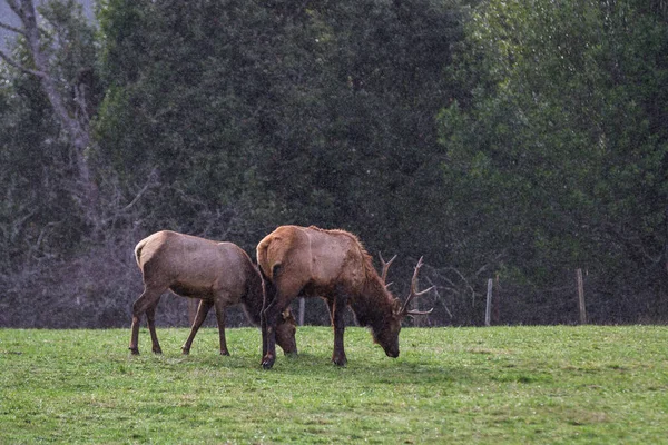 俄勒冈州南部海岸的麋鹿群栖息在一个绿色的草场上 伴随着温和的冬季天气带来的小雨 — 图库照片
