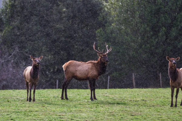 俄勒冈州南部海岸的麋鹿群栖息在一个绿色的草场上 伴随着温和的冬季天气带来的小雨 — 图库照片