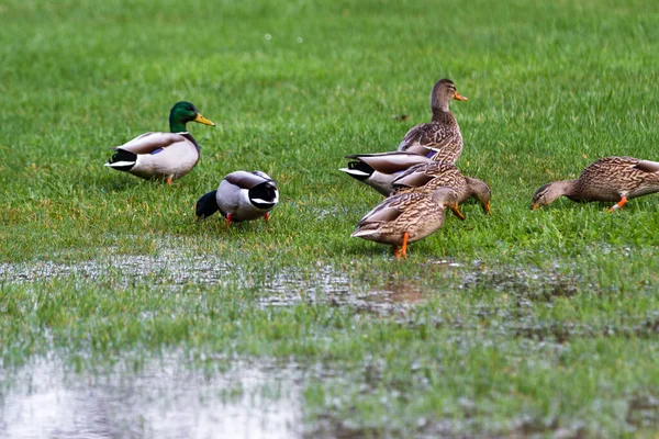 Group of mallard ducks on green grass after a heavy down pour in the Oregon coast