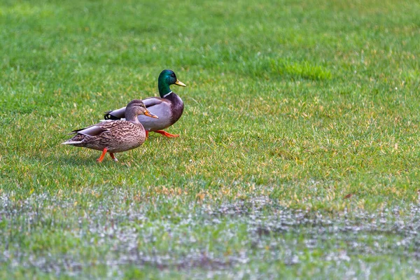 Coppia Anatre Domestiche Erba Verde Dopo Una Pesante Piuma Versare — Foto Stock