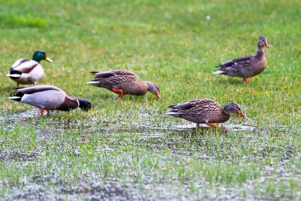 Gruppo Anatre Domestiche Sull Erba Verde Dopo Una Pesante Pioggerellina — Foto Stock