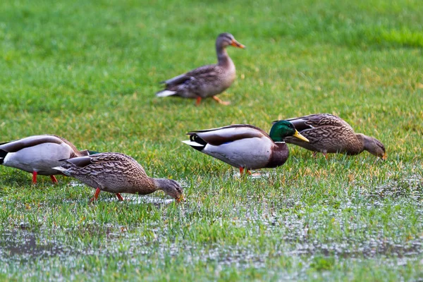俄勒冈州沿海倾盆大雨过后 一群野鸭在绿草上觅食 — 图库照片