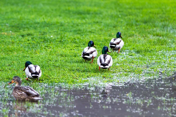 Group of mallard ducks on green grass after a heavy down pour in the Oregon coast