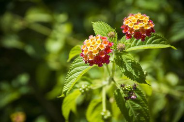 Güneşli gür yeşil arka plana sahip kırmızı ve sarı çiçek