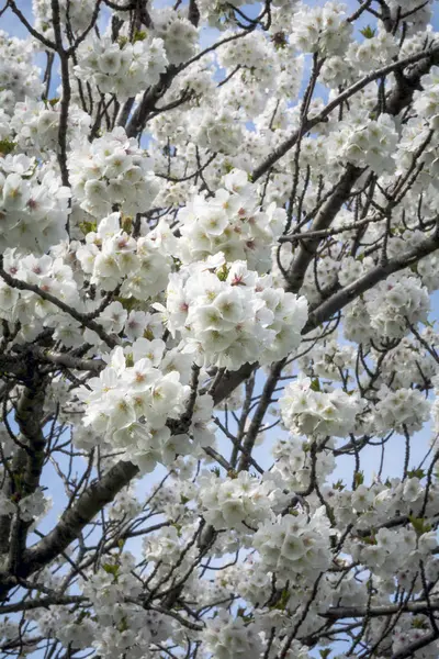 Yerel park tam barikatta bahar çiçeği — Stok fotoğraf