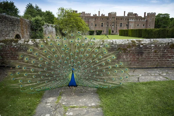 Páv na plné zobrazení v areálu vodního hradu Herstmonceux — Stock fotografie