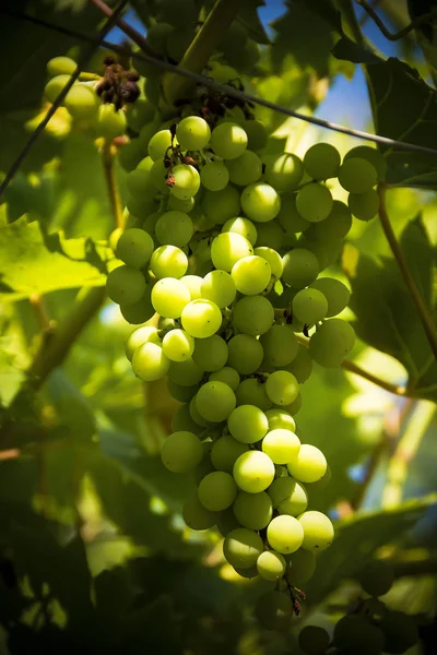 Bunch of grapes on the vine ripening in sunshine — Stock Photo, Image