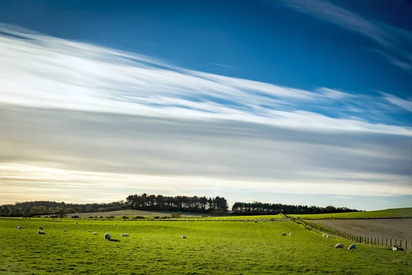Campo Verde Cielo Azul Con Nubes Blancas Sedosas — Foto de Stock
