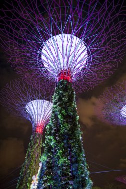 Singapur 'daki aydınlatılmış süper ağaçların gece görüşü