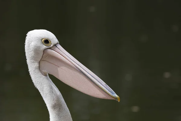 Pelikan Ciemnym Naturalnym Tle Silne Światło Słoneczne — Zdjęcie stockowe