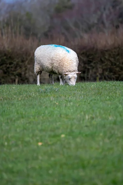 Owce Pasące Się Trawie Farmie Sussex — Zdjęcie stockowe