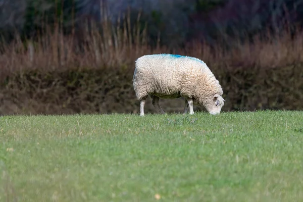 Schapen Grazen Grasveld Het Platteland — Stockfoto