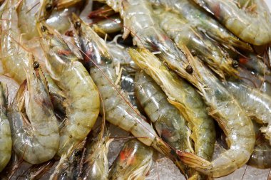 Kaplan karides ile tepsi .