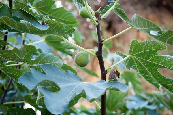 Drzewo figowe z owocami . — Zdjęcie stockowe