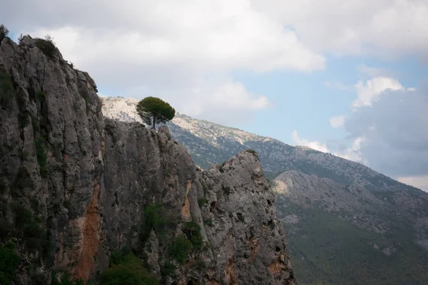 Yalnız ağaç Guadalest Alicante yakınındaki bir dağın zirvesinde . — Stok fotoğraf
