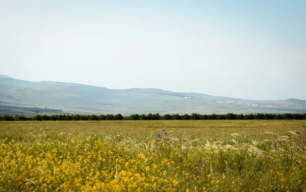 Весна на севере Израиля. Апрель месяца  . — стоковое фото