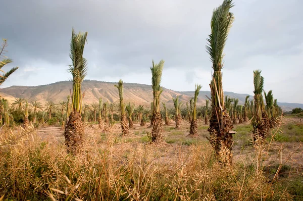 Palm grove . Month April . North of Israel. — Stock Photo, Image