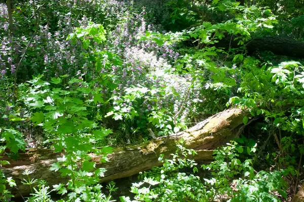 Vilda blommor i skogen våren . — Stockfoto