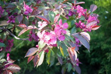 Güzel pembe çiçek dekoratif elma ağaçlarının  .