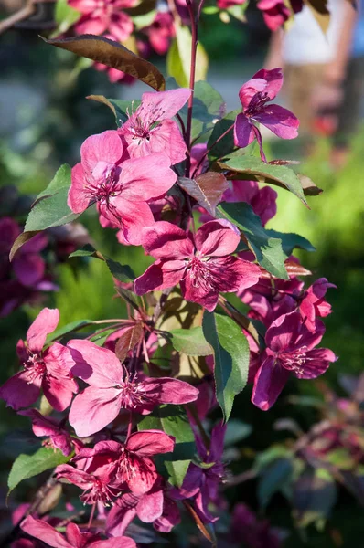 Bela flor rosa árvores de maçã decorativas   . — Fotografia de Stock