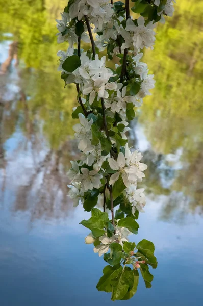 Rama de un manzano en flor, reflejada en el agua  . — Foto de Stock