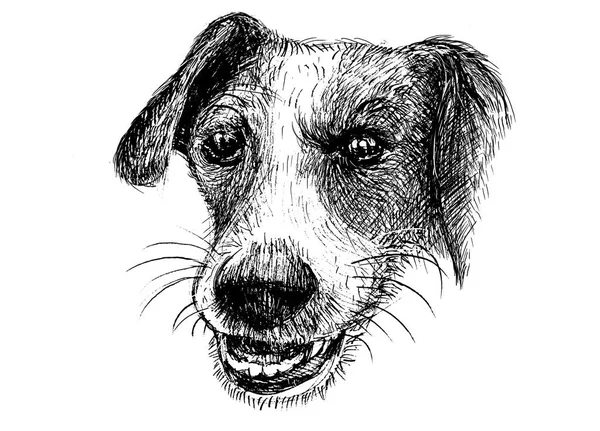 Bir elle çizilmiş dürüst köpek, köpek kroki tarafından vektör çizim — Stok Vektör