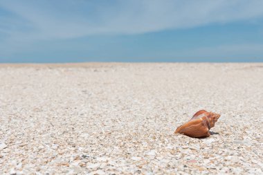 Kumsalda deniz kabukları