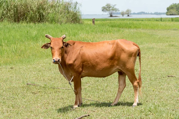 Barna tehén, a fű — Stock Fotó