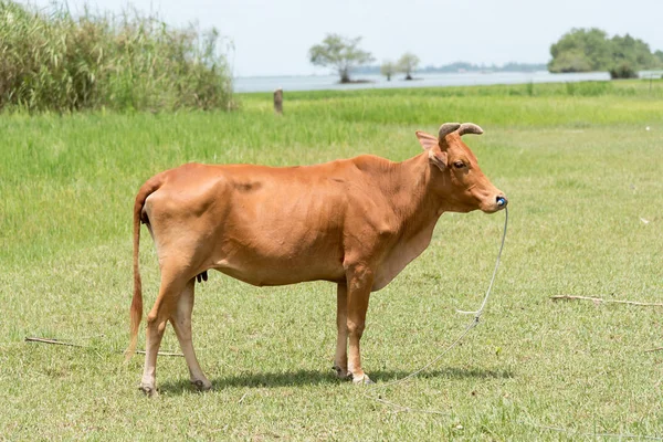 Barna tehén, a fű — Stock Fotó