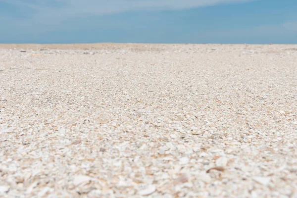 Conchas na praia — Fotografia de Stock