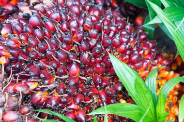 Palmiye yağı Ekim kadar kapatın