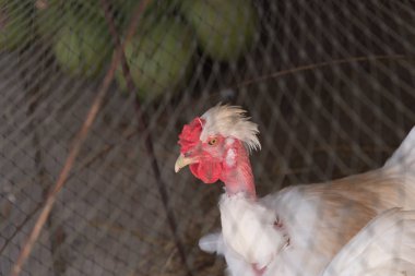 Çıplak boyun tavuk